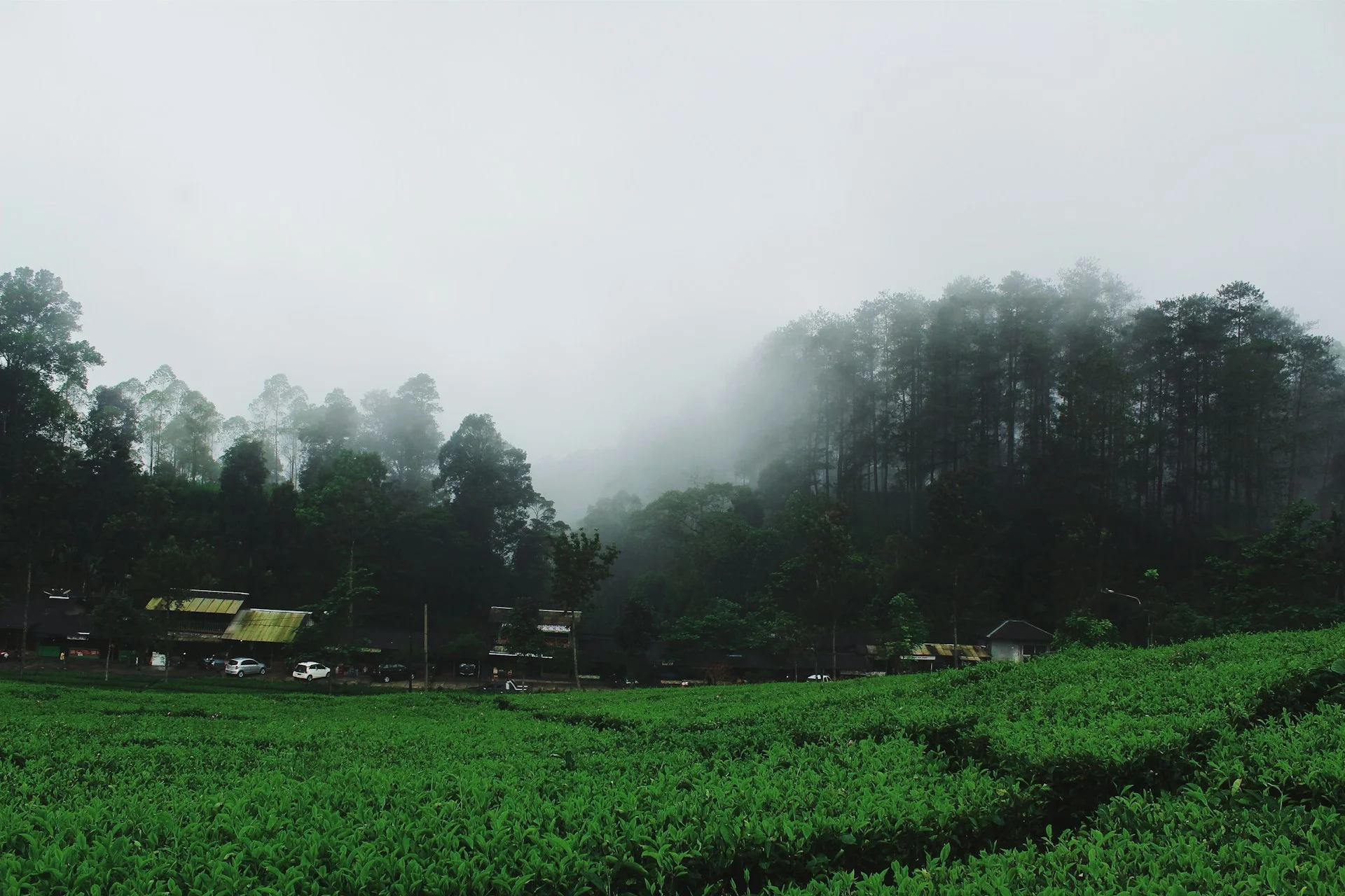 Kabut di perkebunan dan kawasan hutan