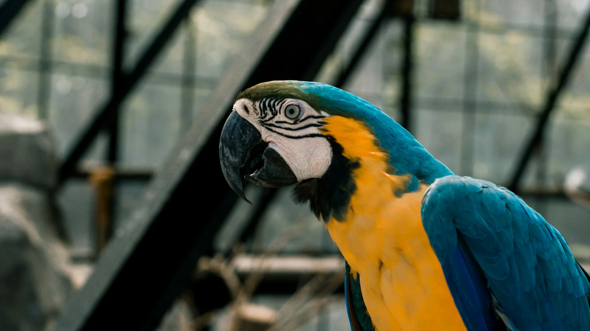 Burung berwarna biru dan kuning di area wisata