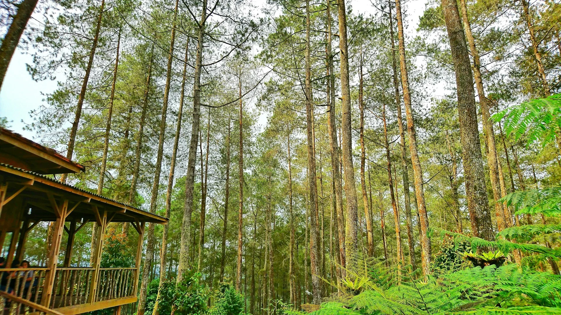 Bangunan kayu di antara pepohonan pinus