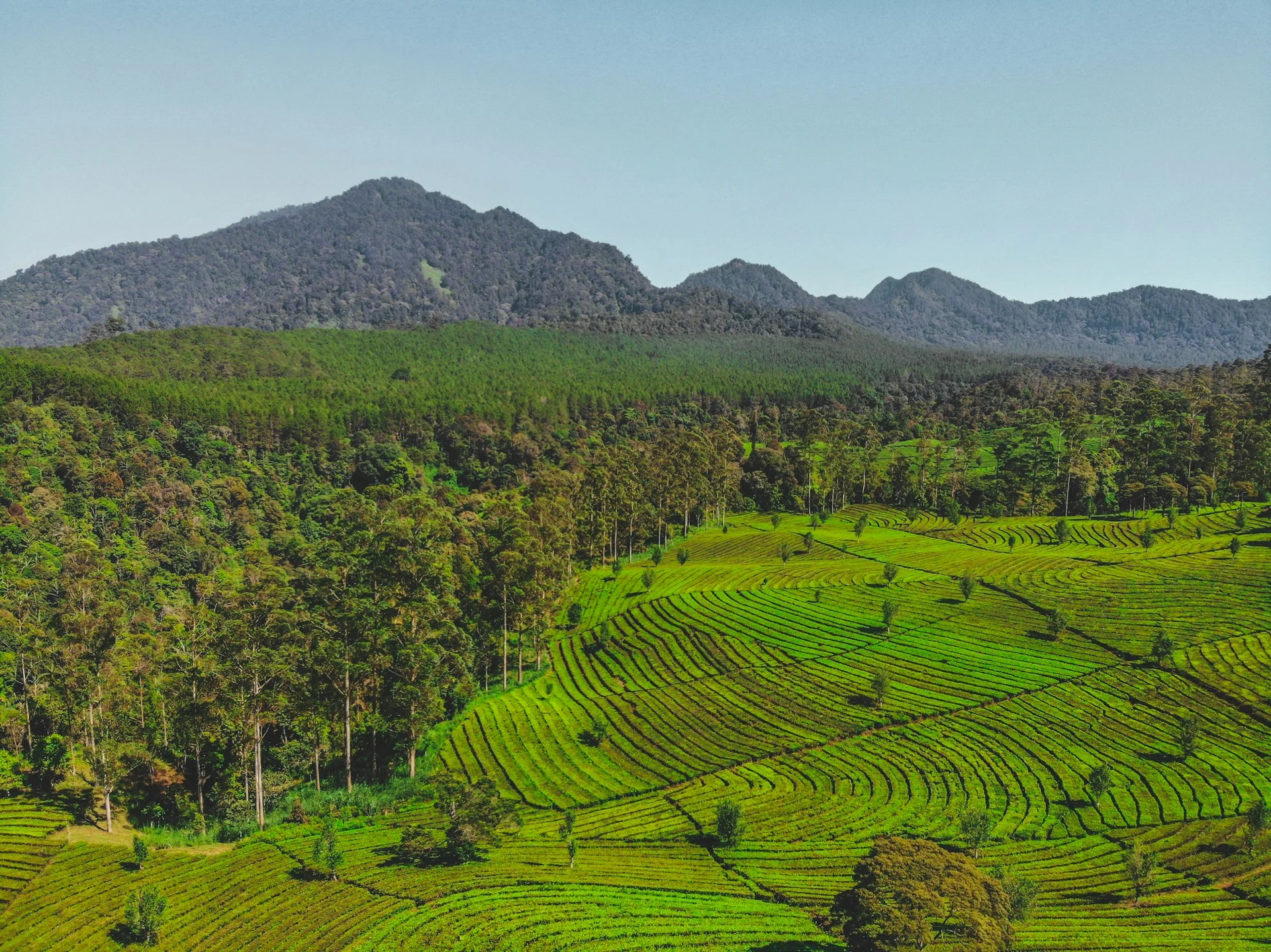 Perkebunan teh dan perbukitan hijau